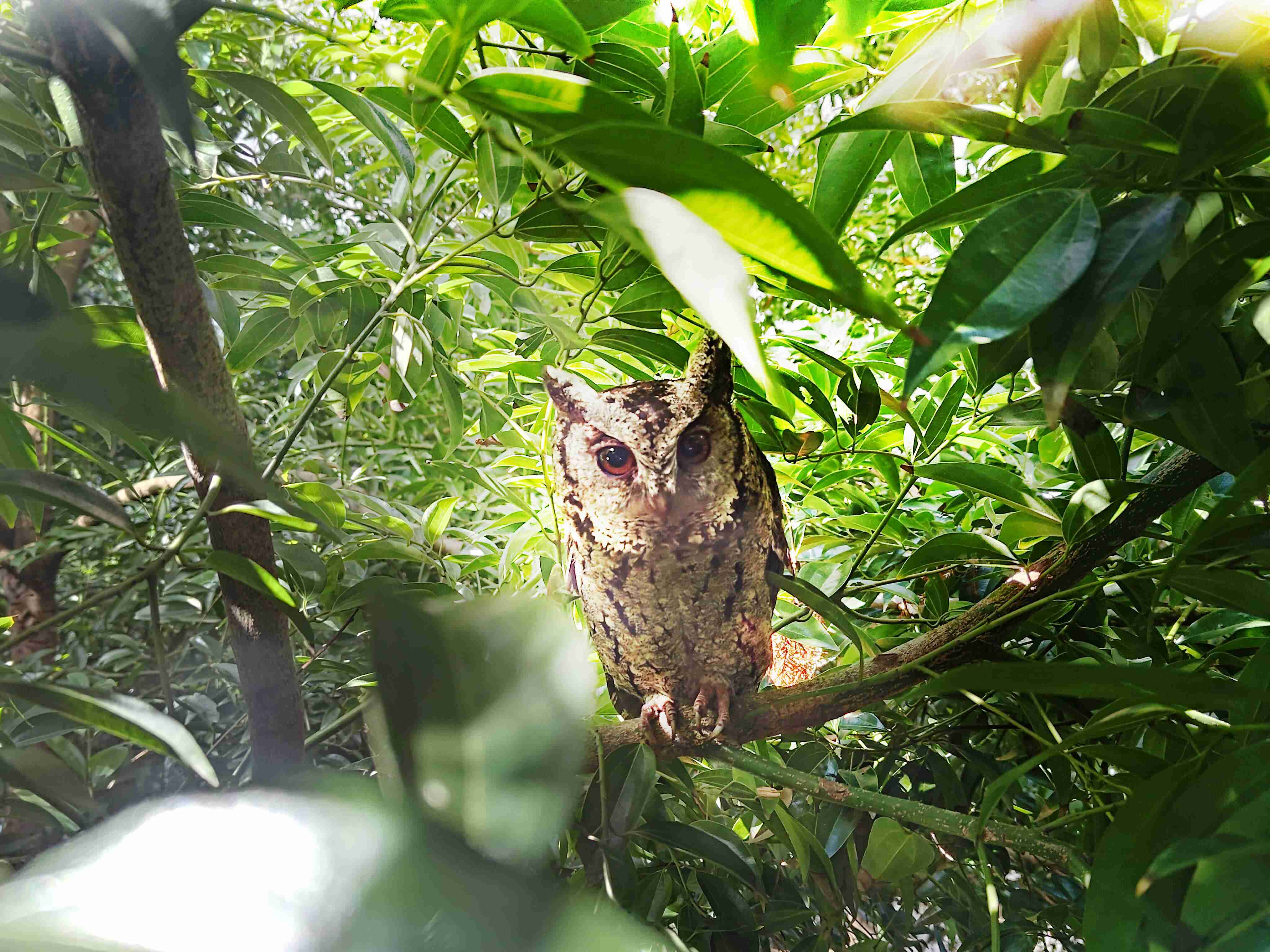 至成国际致力提倡净零绿生活，，，，16年以来在全球各厂区植树逾百万棵，，造就各厂区树木蔚然成林，，，，犹如森林工厂，，，成为许多生物的栖息地